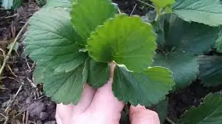 Муравьи на клубнике. Как избавиться от них?
