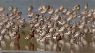 Vogelbescherming Nederland