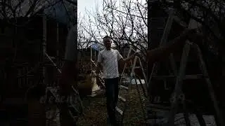 Обрезка плодовых деревьев 