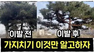 평생써먹는 가지치기 노하우