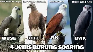 🔴 4 Jenis Helang Soaring(Free Fly) / Helang Laut / Jenis-jenis Helang Malaysia