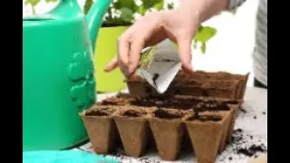 Можно ли сажать семена в  кипяток?