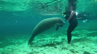 Take a swim with a Sweet Gentle Giant