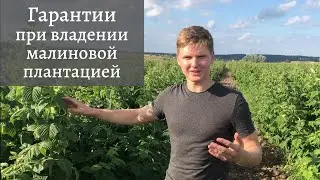 ГАРАНТИЯ защиты Ваших средств при вложении в малиновую плантацию