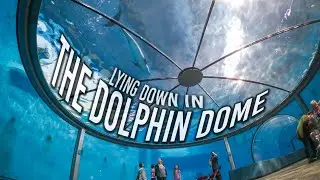 Lying Down in the Dolphin Dome | Indianapolis Zoo