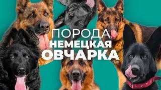 Все о породе НЕМЕЦКАЯ ОВЧАРКА 🐾 Плюсы и минусы, уход, характер, воспитание, дрессировка, история📚