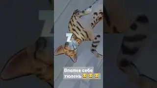 кот тюлень 😂 Симс 4 