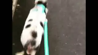 Piggy walks