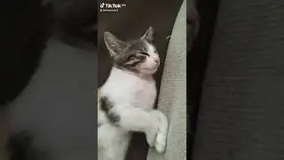 cat 😺 funny 🤣