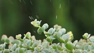1 Hour of Rain Sounds for Sleep or Relaxation