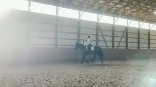 RADIANTRITHYM (w/t) - Adoptable Thoroughbred Mare - New Vocations