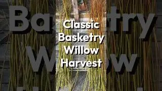 Classic Basketry Willow Harvest