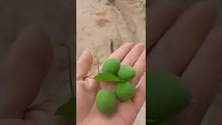 зардали туйнк