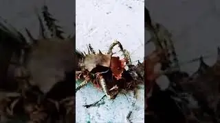 African Giant Cricket tries to make Love 