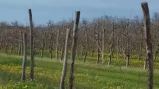 Скоро зацветёт сад, надо убирать пасеку.