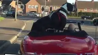School of Terrible Driving Why dogs make awful driving companions