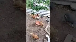 Хлеб всему голова