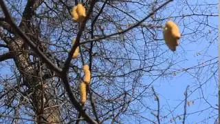 Ольха . Сережки ольхи.  футаж