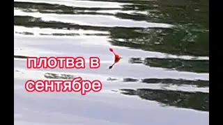 Ловля плотвы в сентябре