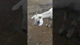 Bakri ke sath khelna hai..#babyplying #cute #shorts