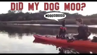 Did my dog moo?