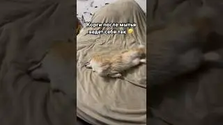 Корги после мытья 🤣