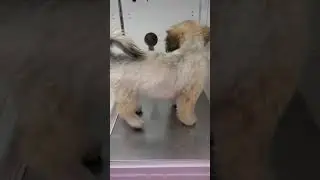 ペットショップ 犬の家 ○○店 「品種名」「問い合わせ番号」