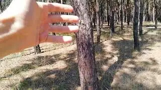 Лесная монокультура и психология жучков 😊