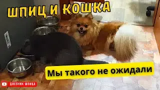 🐾Шпиц и Кошка делятся кормом 🐾