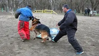 🔥Huge enraged German Shepherd attacks three attacking intruders. #GUARDODESSA Dog training. Odessa.