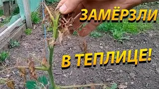 Теплица не выдержала морозы! Всё замёрзло!