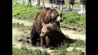 Gackenbach Bären | Freizeitpark