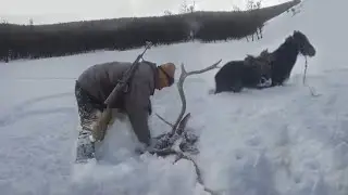 Чудесное спасение оленя из снежного плена.