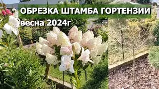 ОБРЕЗКА ШТАМБА ГОРТЕНЗИИ ВЕСНА 2024г. | Формировка штамба гортензии весной