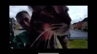 Maow