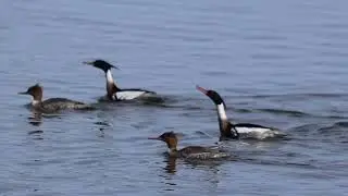 Red breasted Merganser