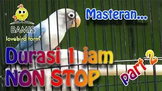 Masteran Lovebird 1 hour nonstop mp3 video (part 2)