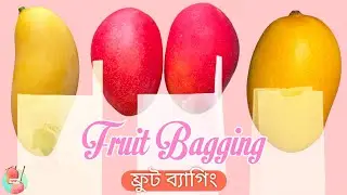 Mango Fruit Bagging - Everything You Need To Know