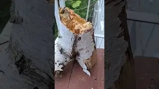 Новый пень для белок и птиц 