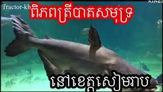 ពិភពត្រីបាតសមុទ្រខេត្តសៀមរាប