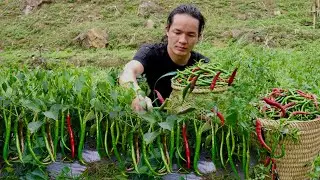 Harvested 30kg of Spicy Chili to Make a Year’s Worth of Hot Sauce – No Preservatives, No Spoiling .