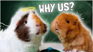 Why are all my Guinea Pigs Getting Sick? 😞