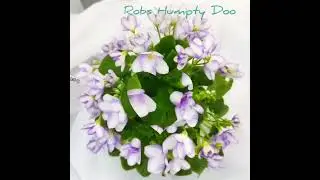 Ампельные фиалки трейлеры. Фиалки у Алисы 💖💖💖