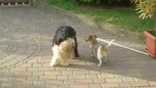 Zoe und Tashi läufig