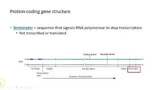 Structure of Protein-Coding Genes