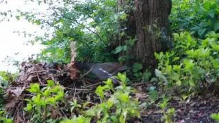 Alexandra park moss side Common Moorhen Bird collecting leaves makeing nest