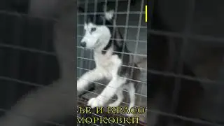 Где, где они...