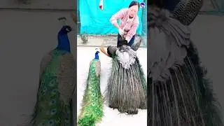 peacock divas #peacock #shorts #bollywood #hindisong #music #lovesong