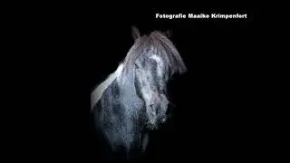 Fine art Paarden fotografie met Zorro
