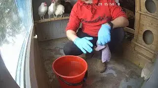 Обслуживание зимнего курятника.